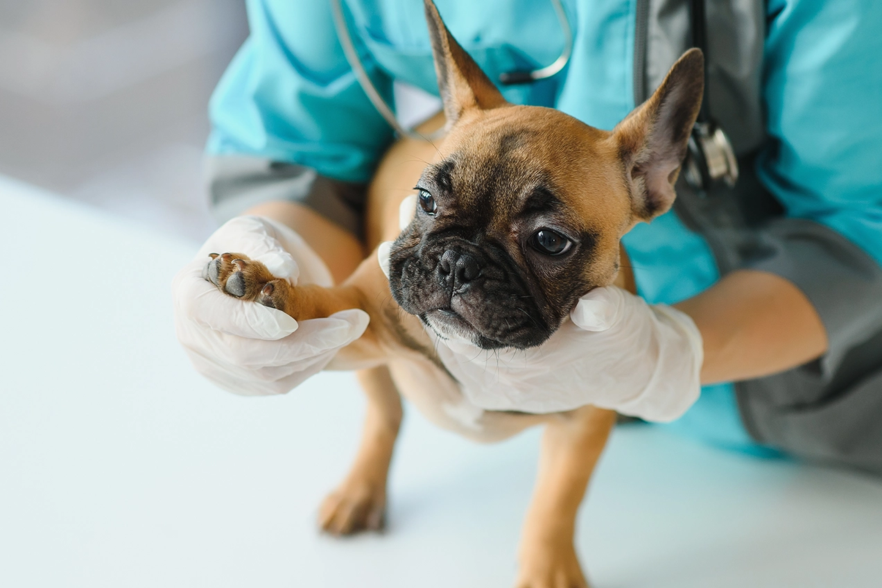 perro en consulta veterinaria