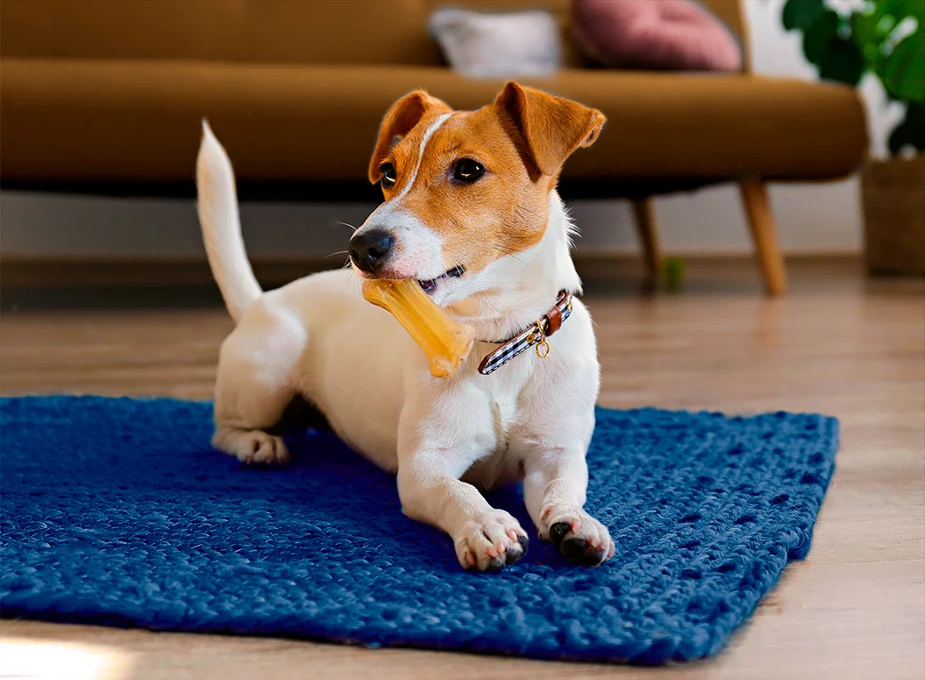 Perro encima de una alfombra