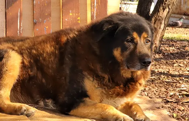 Apoyo a protección animal: